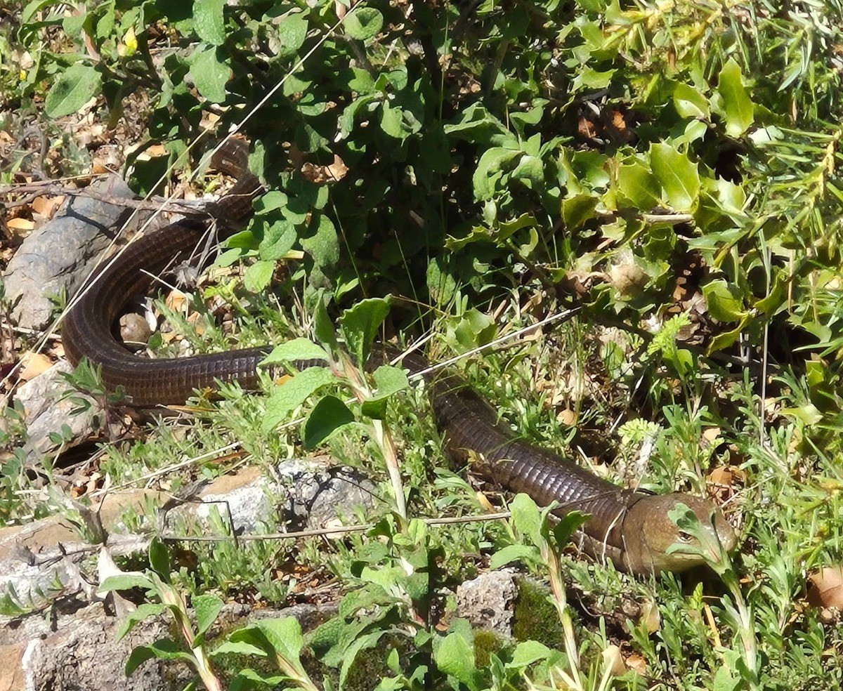 Demir yılan Bozkurt&rsquo;ta ortaya &ccedil;ıktı
