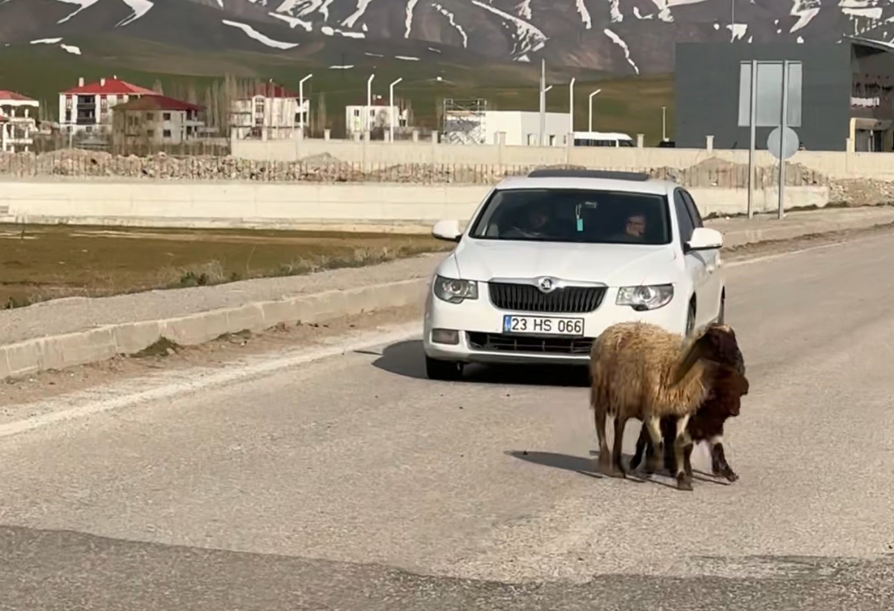 Koyunlar ref&uuml;jde otladı, s&uuml;r&uuml;c&uuml;ler bekledi

