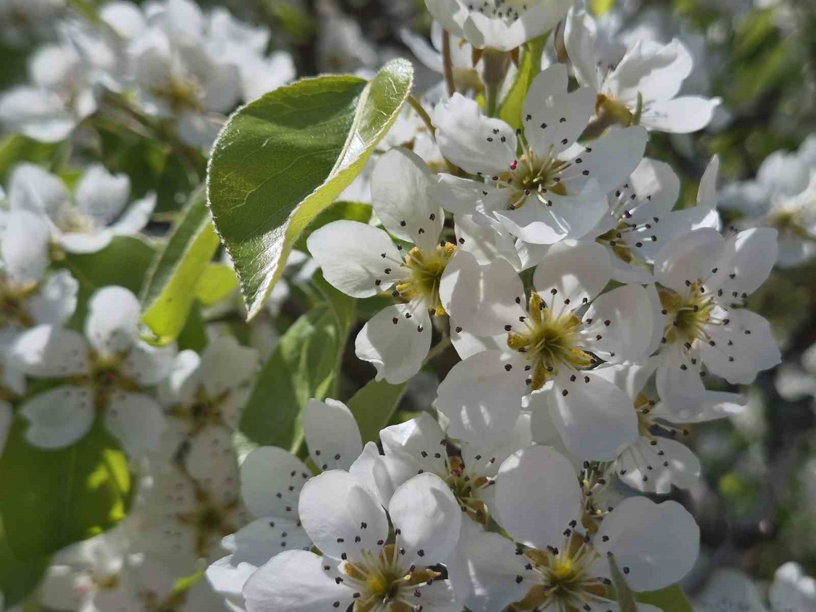 &Ccedil;i&ccedil;ek a&ccedil;an armut ağacının g&uuml;zelliği
