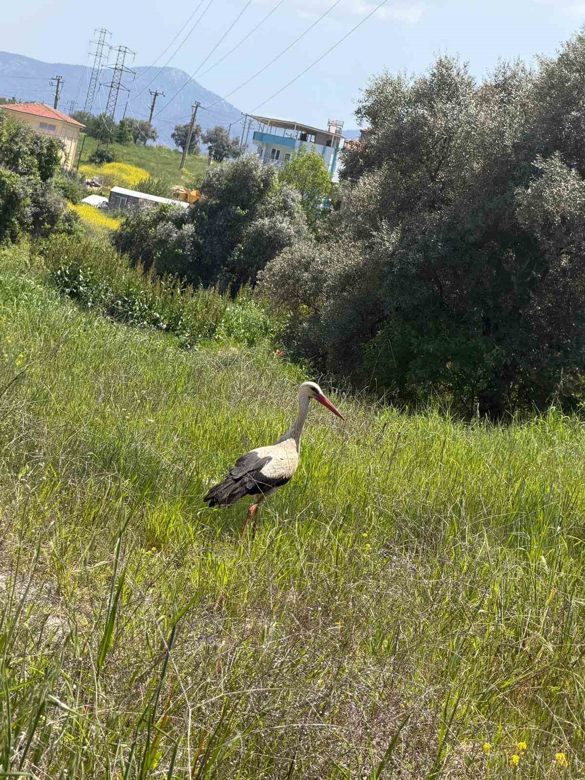 Yatağan&rsquo;ı leylekler mesken tuttu
