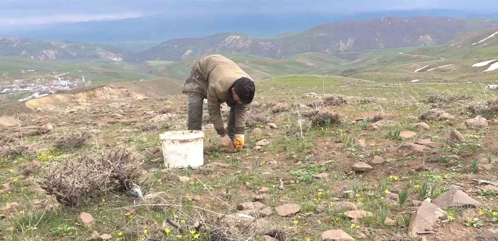 Muş&rsquo;ta &ccedil;iriş otu k&ouml;yl&uuml;lerin ge&ccedil;im kaynağı oldu
