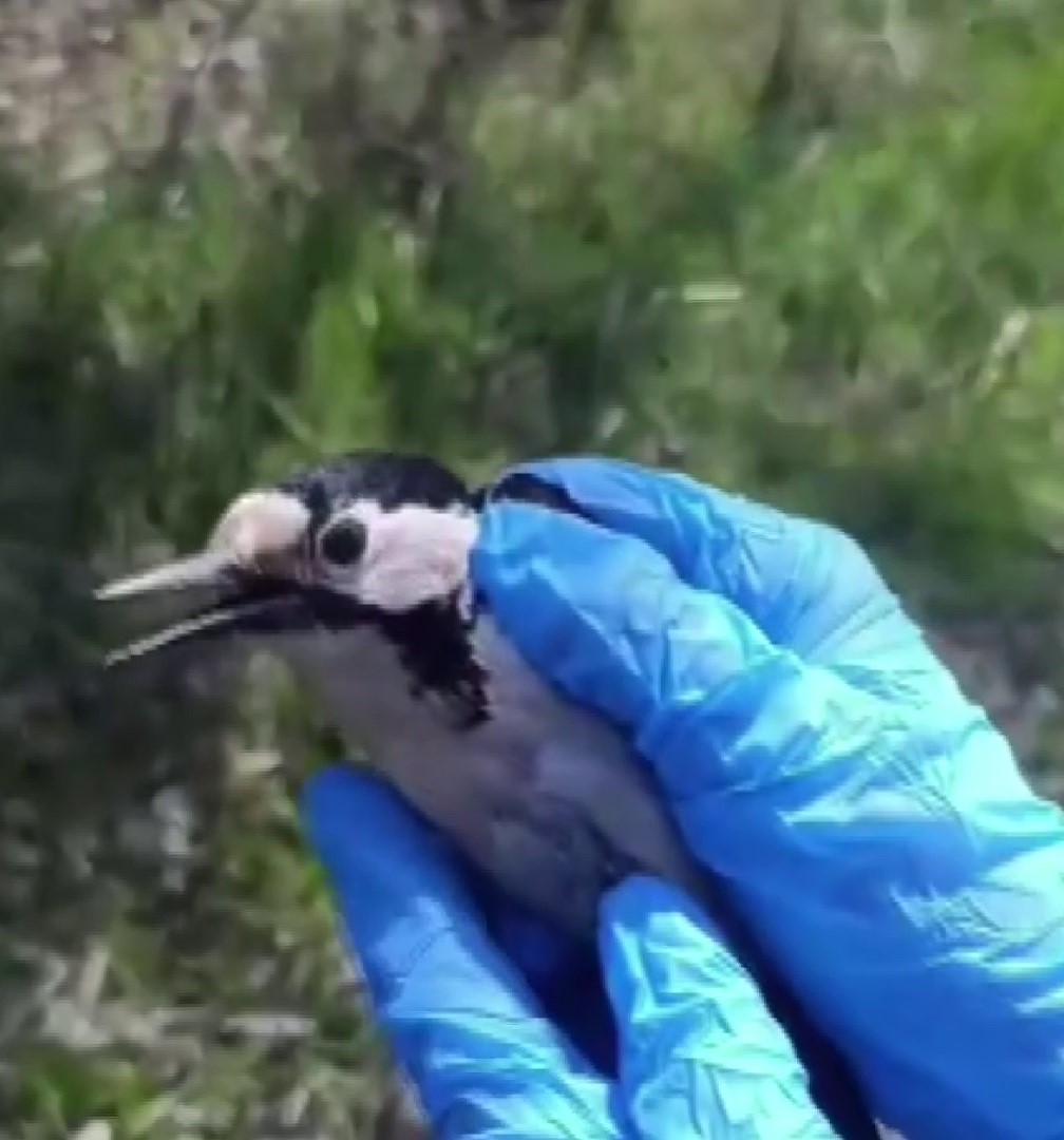 Sivas&rsquo;ta bitkin halde bulunan ağa&ccedil;kakan, tedavi edilip doğaya salındı
