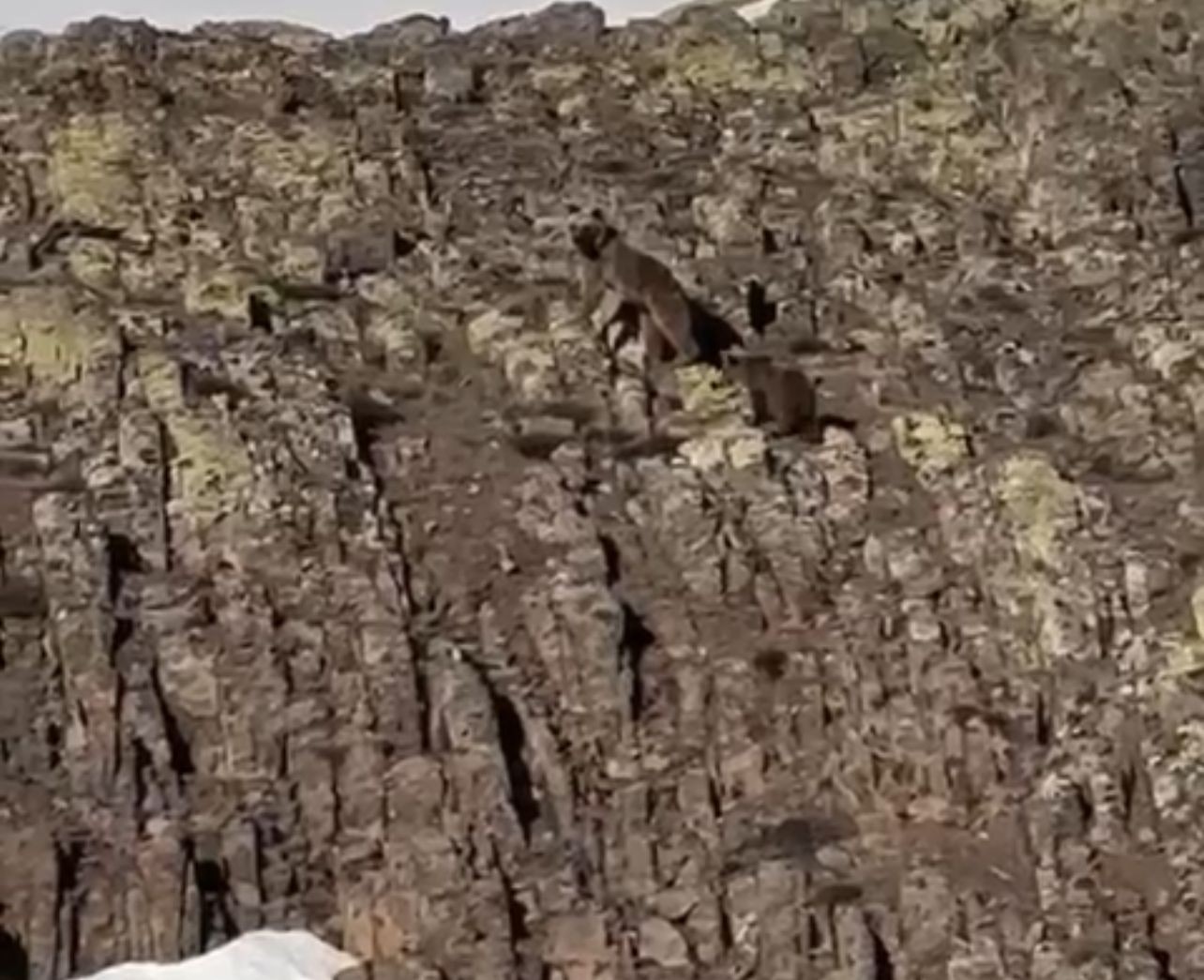 Malatya&rsquo;da ayı ve yavrusu g&ouml;r&uuml;nt&uuml;lendi
