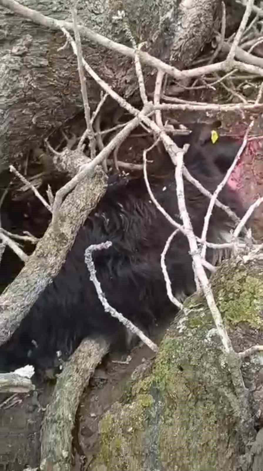 Derecik&rsquo;te &uuml;zerine ağa&ccedil; devrilen ağıldaki 4 ke&ccedil;i telef oldu
