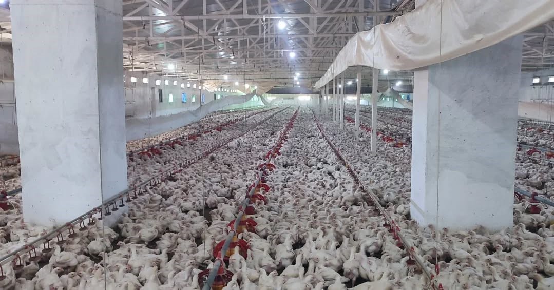 Aydın&rsquo;da kanatlı &uuml;retimi 71 işletmede s&uuml;r&uuml;yor
