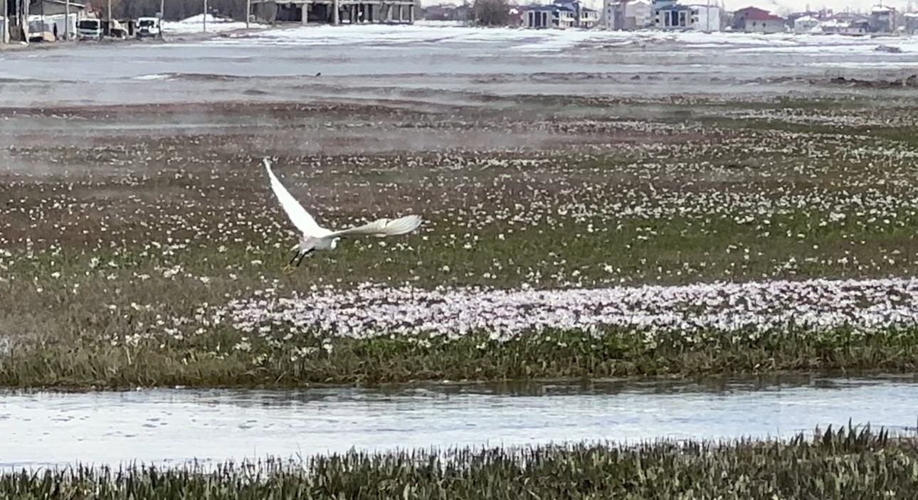 Y&uuml;ksekova&rsquo;da k&uuml;&ccedil;&uuml;k akbalık&ccedil;ıllar g&ouml;r&uuml;nt&uuml;lendi
