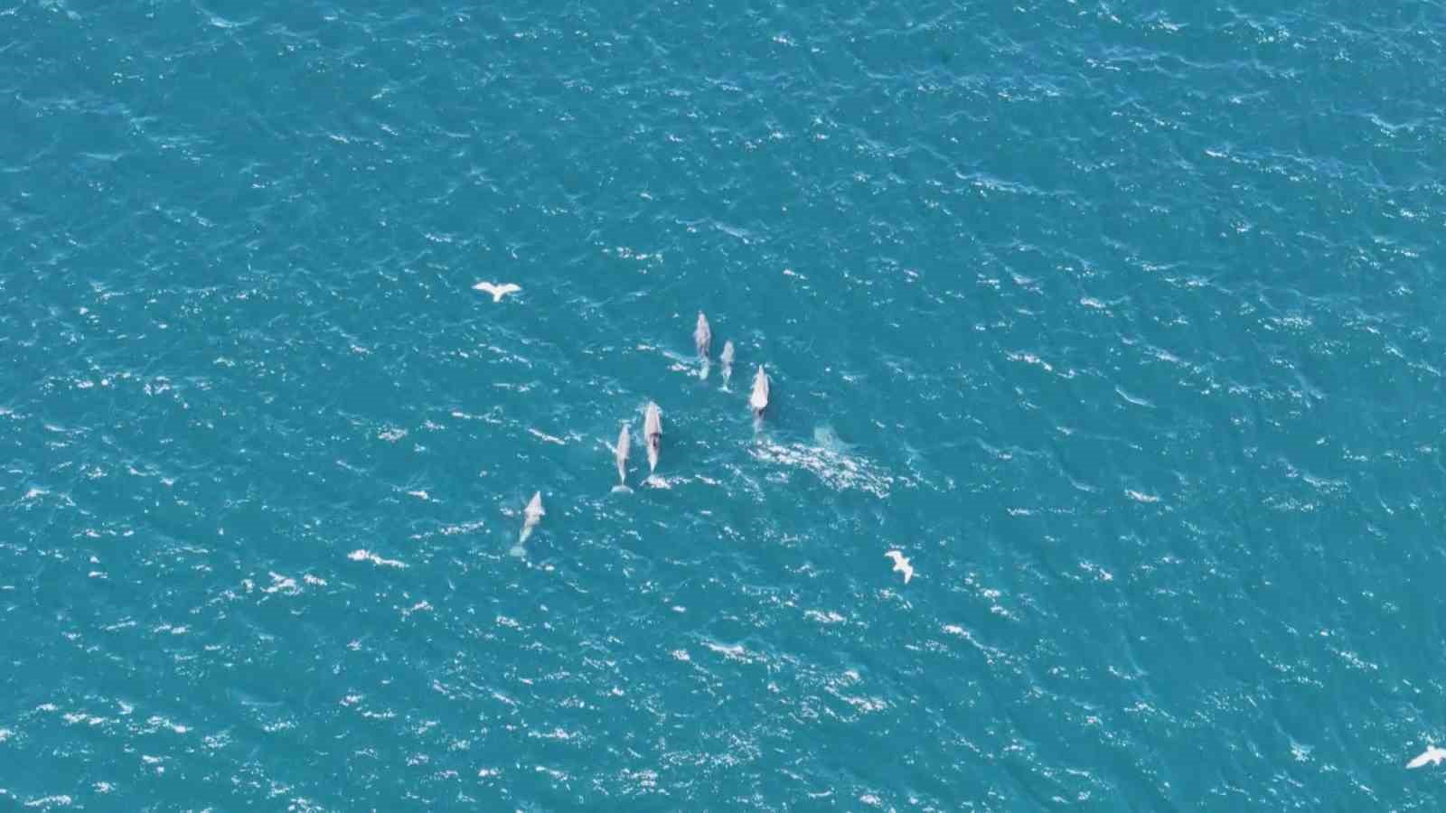 Baharın gelmesiyle İstanbul Boğazı&rsquo;nda yunuslardan g&ouml;rsel ş&ouml;len
