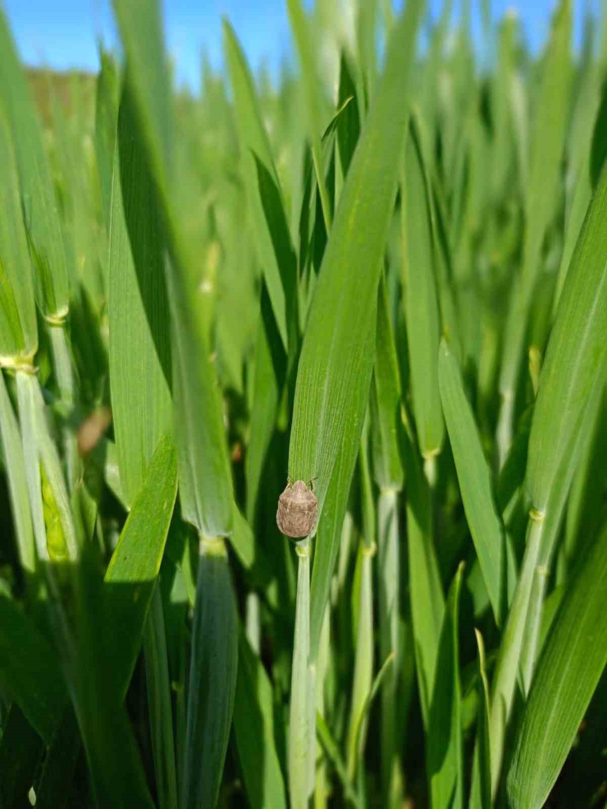 &Ccedil;anakkale&rsquo;de ekili ve dikili alanlarda kontroller devam ediyor
