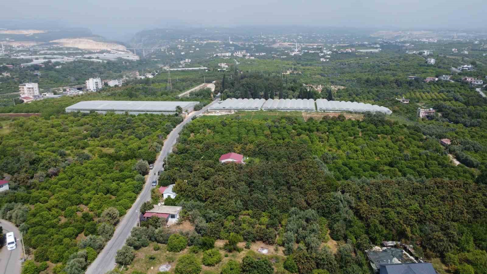 &rsquo;Sarı altın&rsquo; yenid&uuml;nyada hasat başladı: İ&ccedil; pazara 50-100 TL&rsquo;ye, dış pazara 4 dolara g&ouml;nderiliyor
