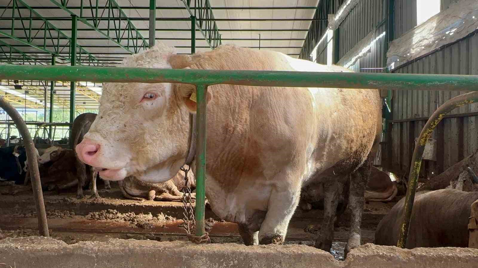 Bursa&rsquo;da kurban hareketliliği: Tonluk boğayı 400 bin liraya sattı
