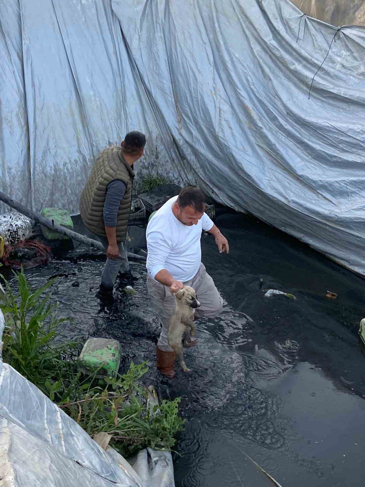 Sulama havuzuna d&uuml;şen 5 yavru k&ouml;peği belediye ekipleri kurtardı
