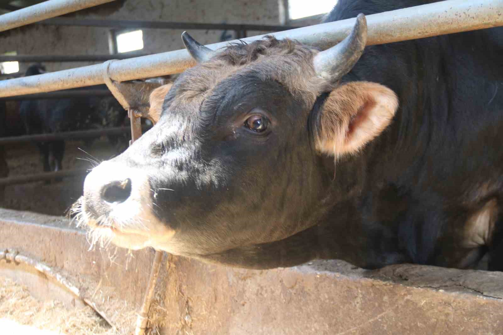 Eskişehir&rsquo;de kurbanlıklar t&uuml;kenmeye başladı
