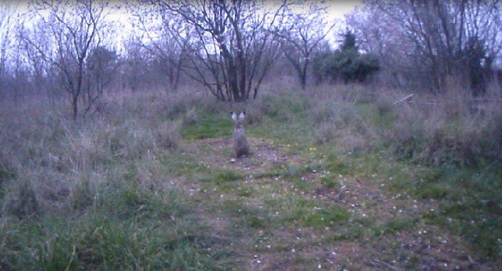 Edirne&rsquo;de fotokapanlar yaban hayatını g&ouml;r&uuml;nt&uuml;l&uuml;yor
