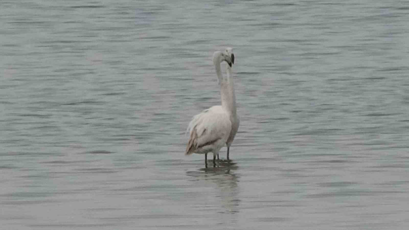 Van G&ouml;l&uuml; havzasının zarif misafirleri: Allı turnalar Er&ccedil;ek G&ouml;l&uuml;&rsquo;ne gelmeye başladı
