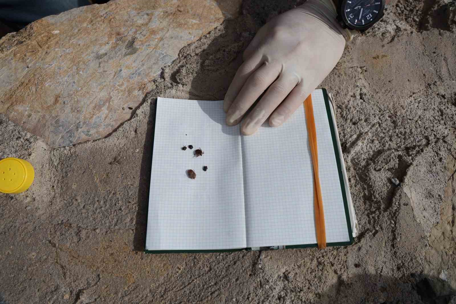 Yaz aylarının korkulu r&uuml;yası kenelere karşı hem havadan ve hem karadan m&uuml;cadele başladı
