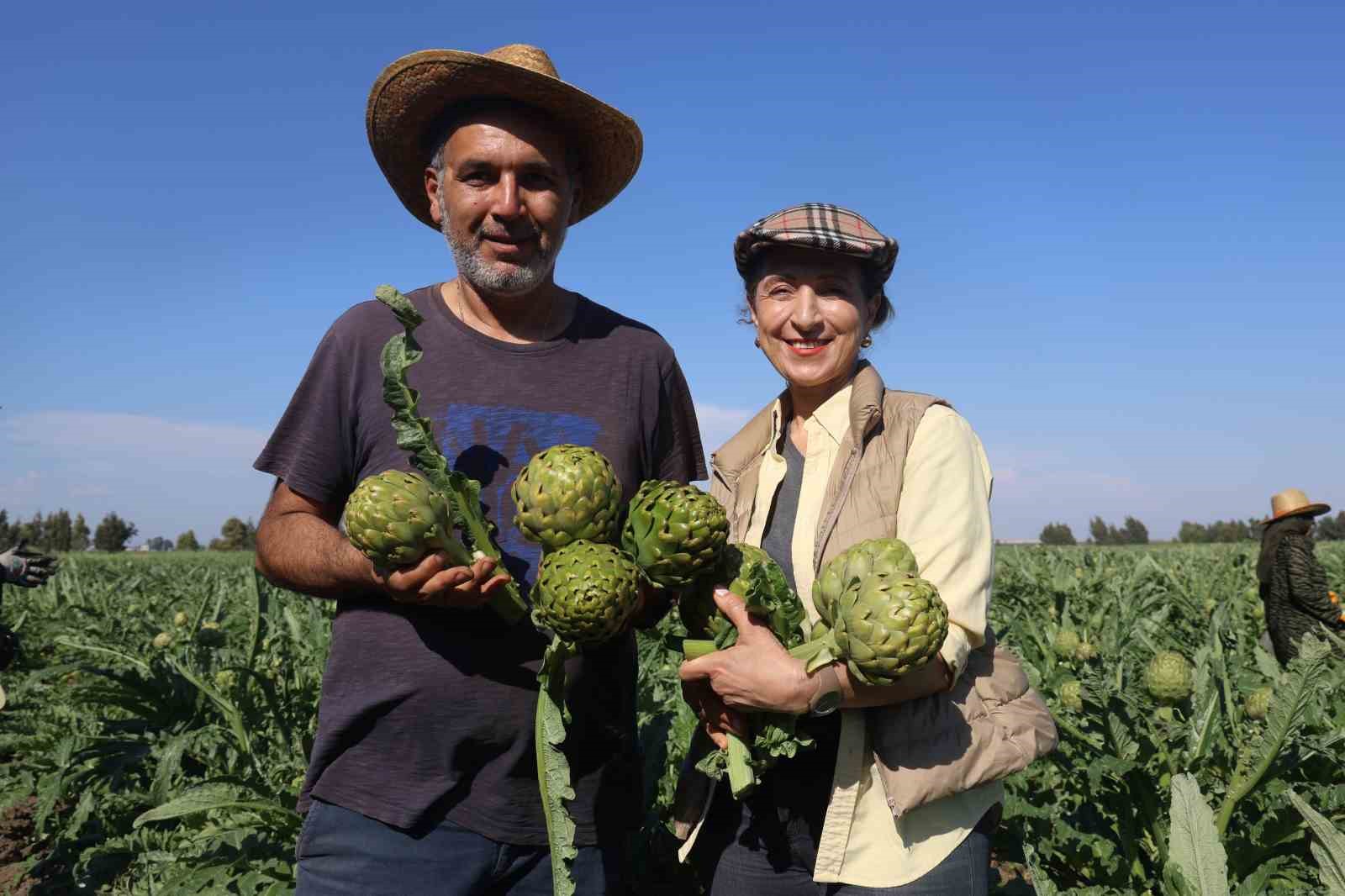 Akademisyen &ccedil;ift&ccedil;inin 7 yıl s&uuml;ren emekleriyle 120 d&ouml;n&uuml;m alana yaydığı enginar &uuml;retiminde hasat başladı
