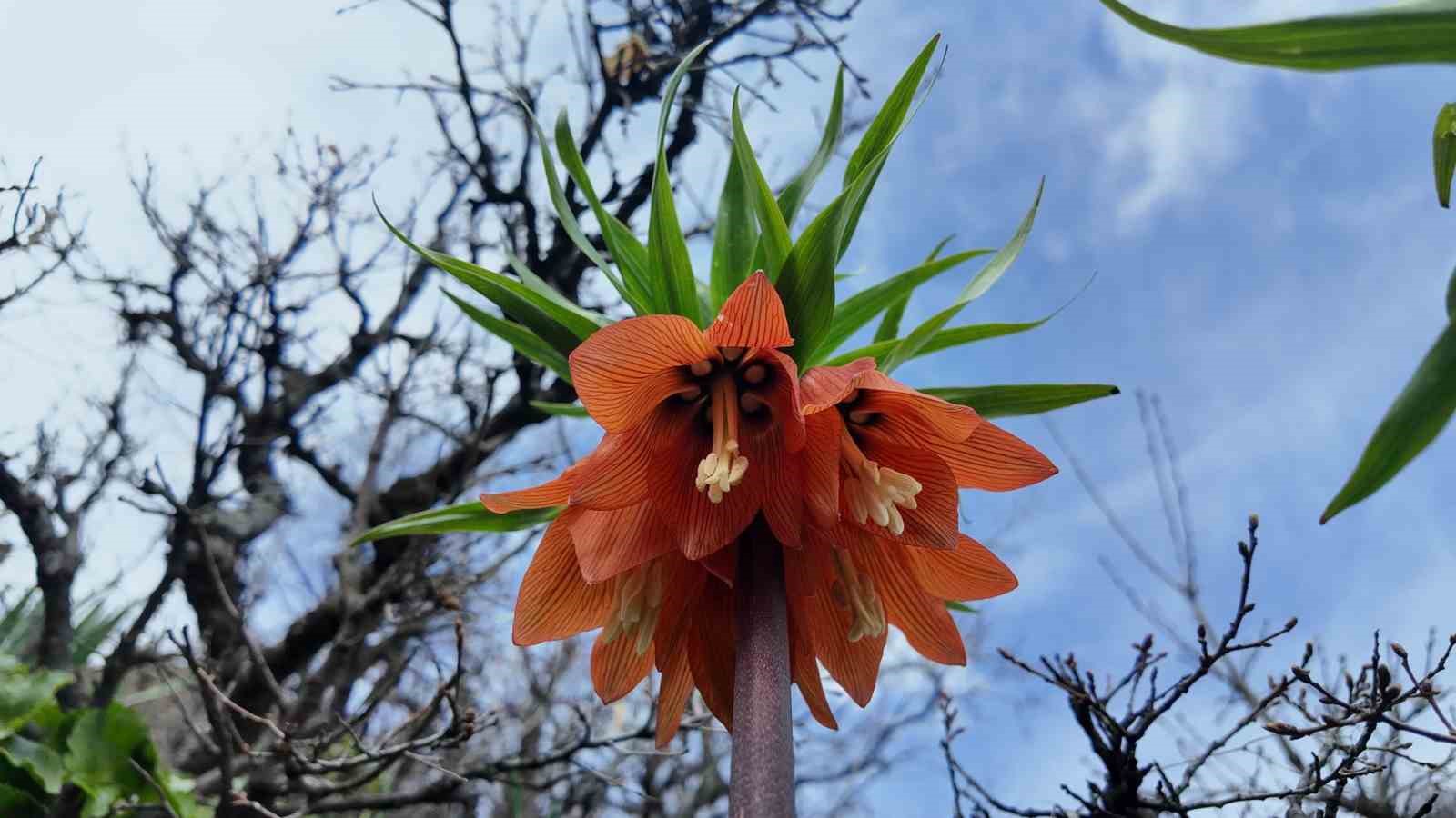 Bing&ouml;l&rsquo;de ters laleler g&ouml;rsel ş&ouml;len sunuyor: Koparmanın cezası 700 bin TL
