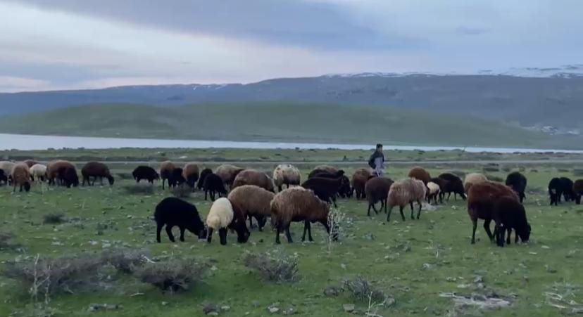 Ağrı&rsquo;da k&uuml;&ccedil;&uuml;kbaş hayvanlar meralara &ccedil;ıkarıldı
