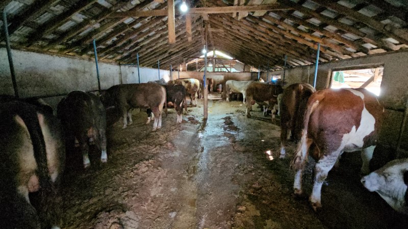 Kurban Bayramı &ouml;ncesi atıklarını dereye akıtan &ccedil;iftliğe ceza
