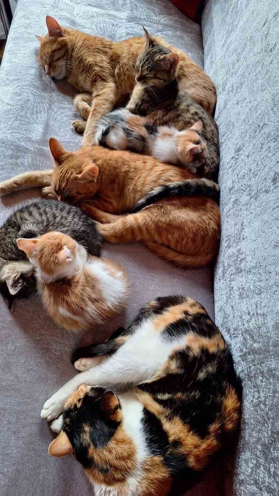 Sokak kedilerine evinin kapısını a&ccedil;tı, onlara yuva oldu
