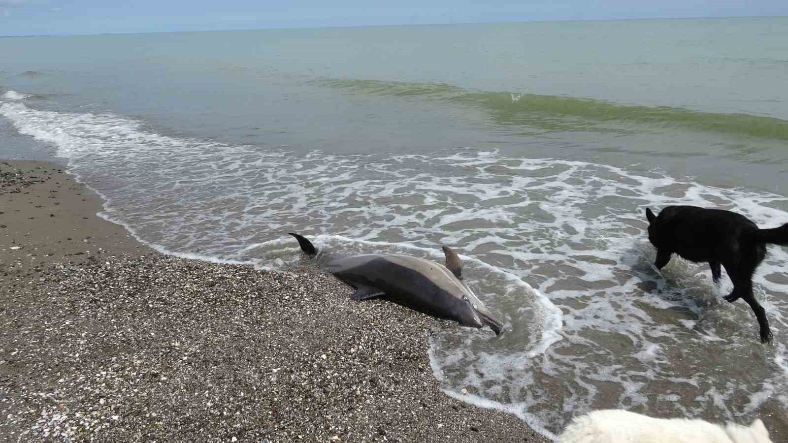 Sahile vuran &ouml;l&uuml; yunuslar tedirgin ediyor
