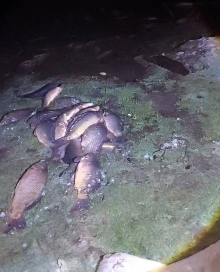 Bolu&rsquo;da 350 kilo sazan kurtarıldı
