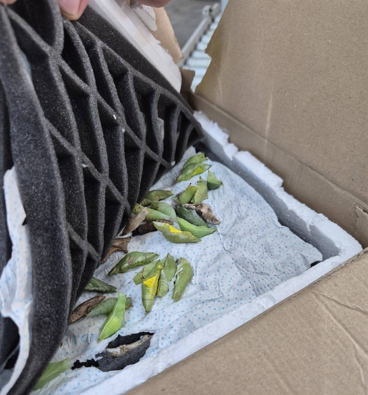 Sınır kapısında tropikal kelebek pupası ele ge&ccedil;irildi
