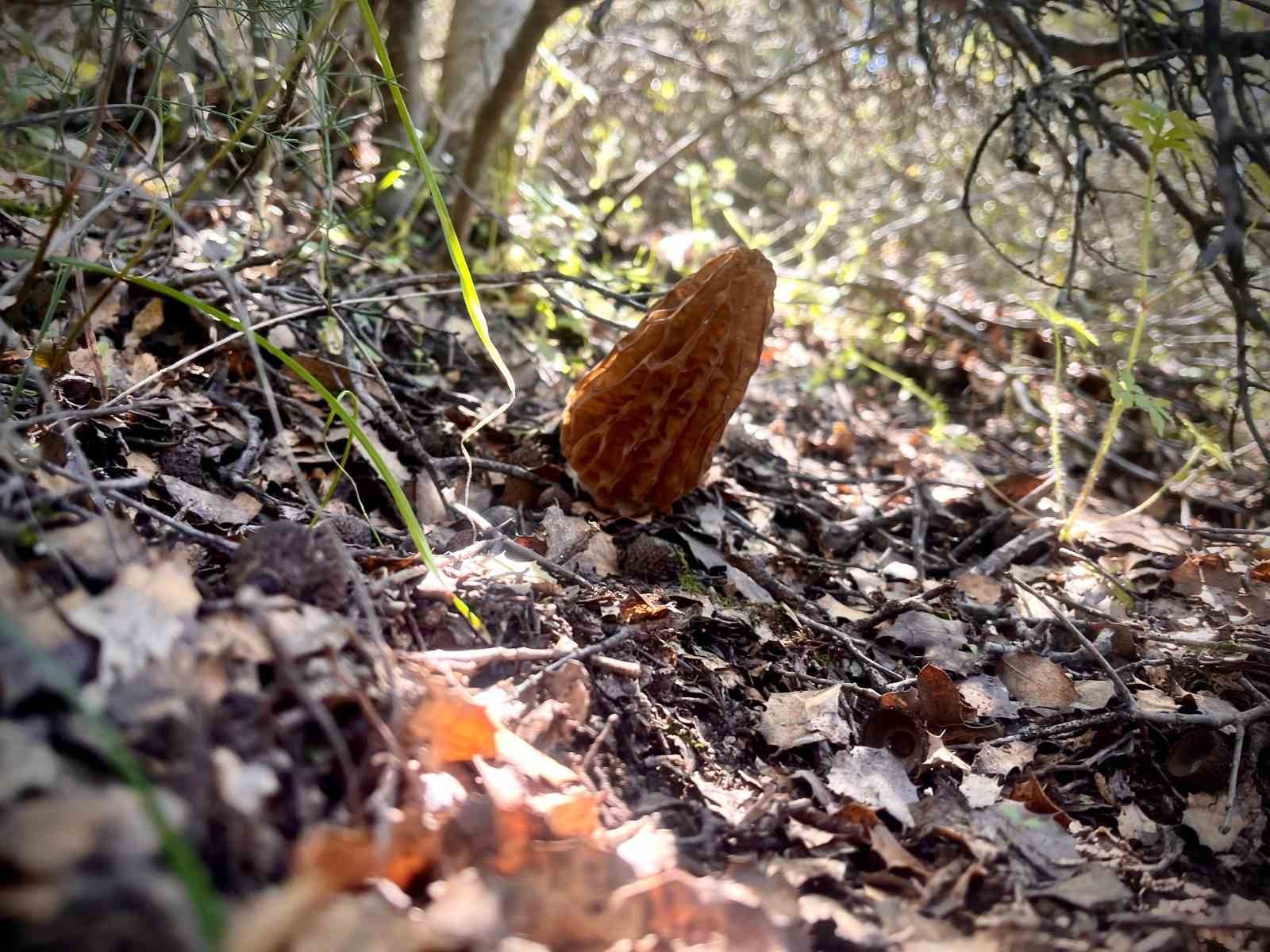 Demirci dağlarında 2 bin liralık kuzu g&ouml;beği mesaisi
