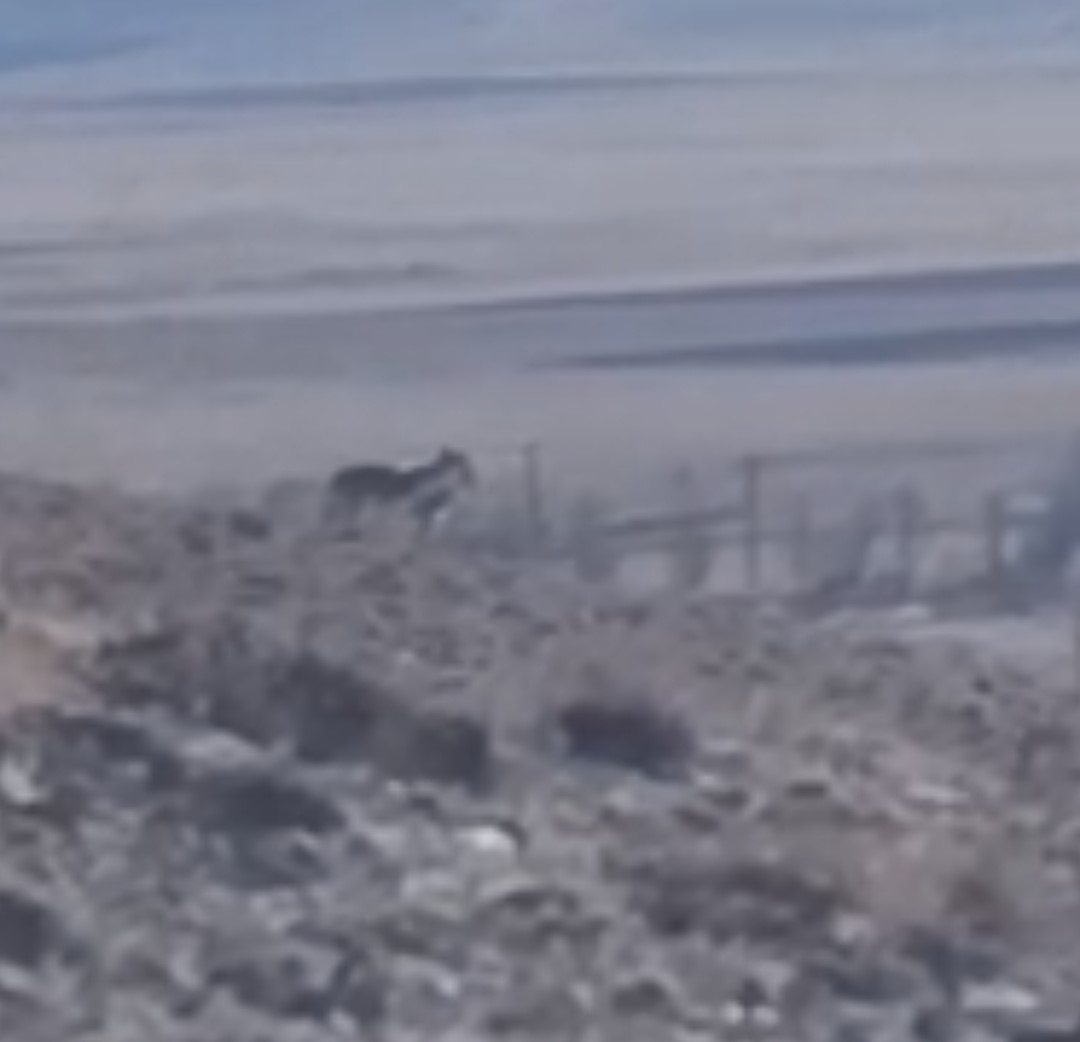 Özalp’te sürüye saldırmak için fırsat kollayan kurtlar görüntülendi