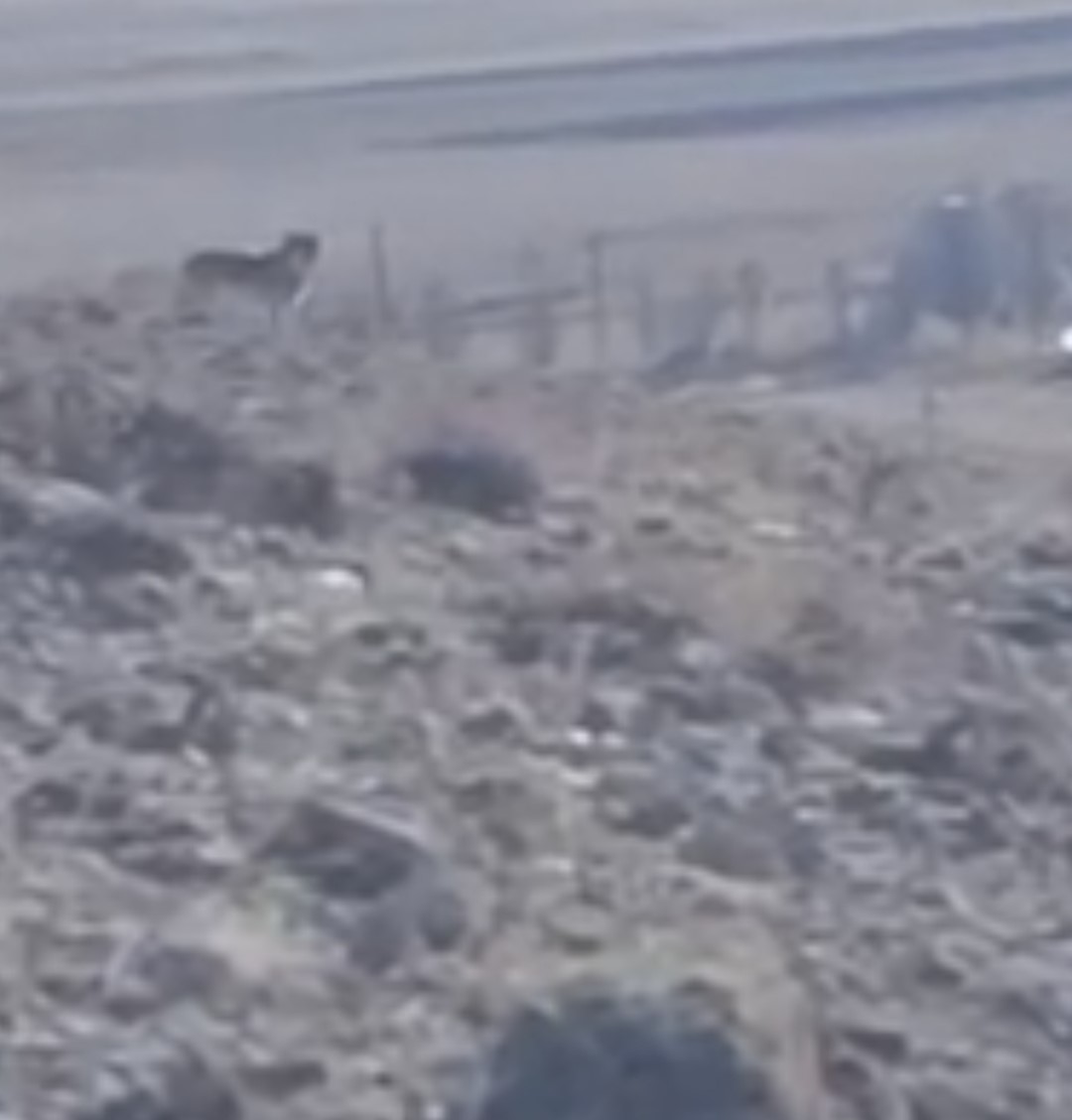 &Ouml;zalp&rsquo;te s&uuml;r&uuml;ye saldırmak i&ccedil;in fırsat kollayan kurtlar g&ouml;r&uuml;nt&uuml;lendi
