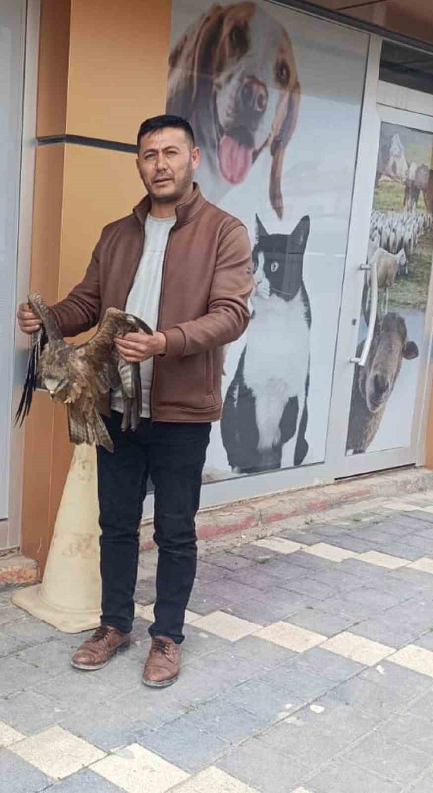 Sivas&rsquo;ta yaralı bulunan Kızıl şahin koruma altına alındı
