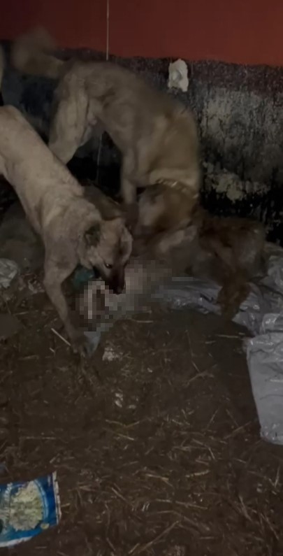 Ahıra girmeye çalışan kurdu kangallar telef etti