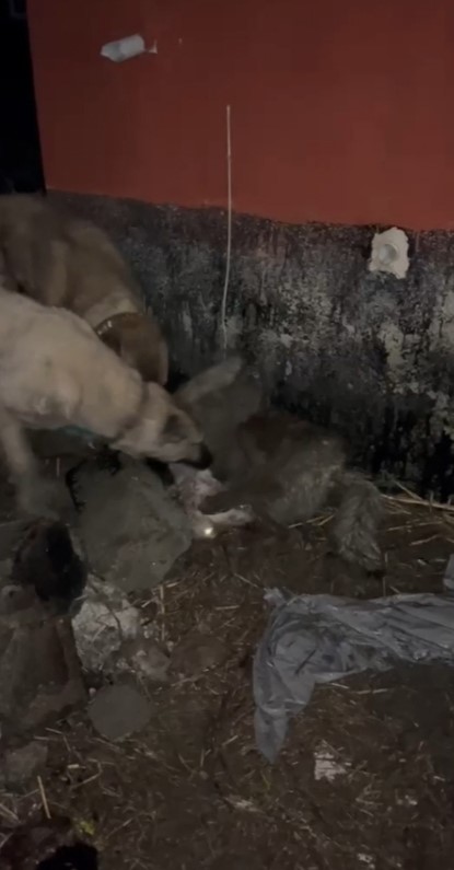 Ahıra girmeye &ccedil;alışan kurdu kangallar telef etti
