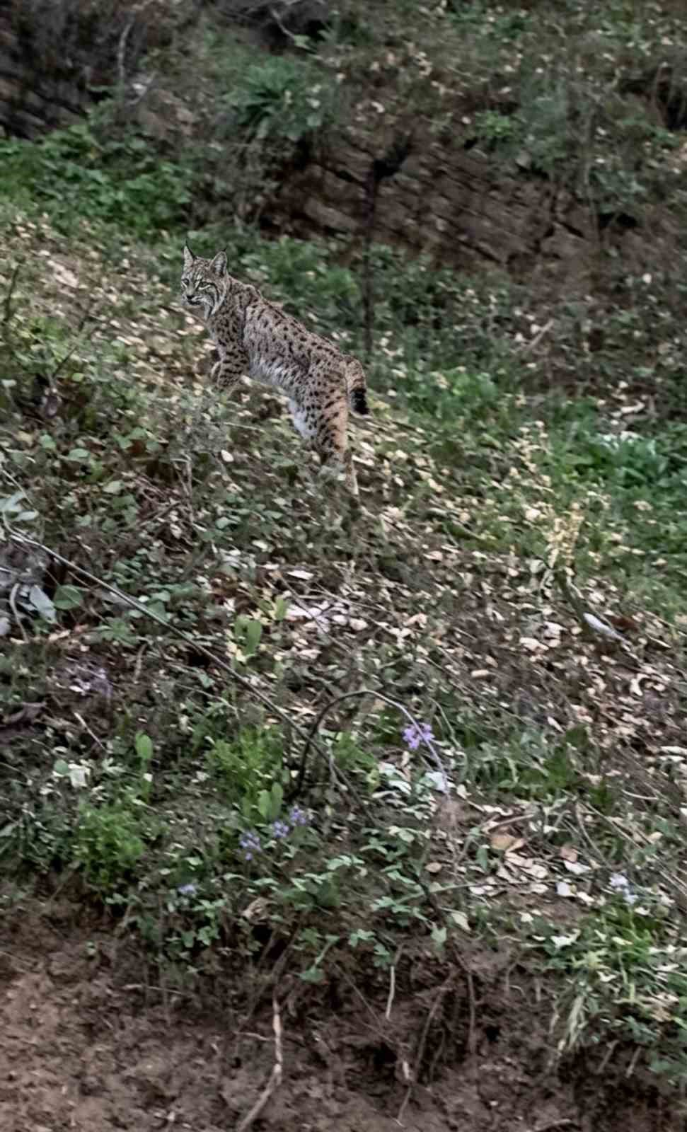 Sinop&rsquo;ta vaşak g&ouml;r&uuml;nt&uuml;lendi
