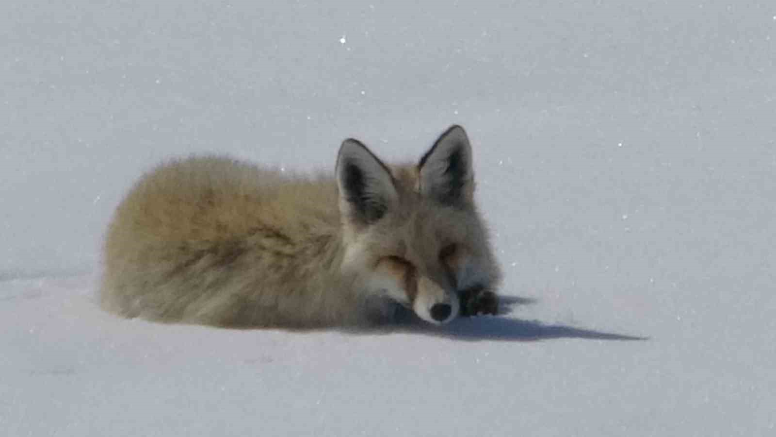 Tilki karla kaplı arazide dinlenirken görüntülendi