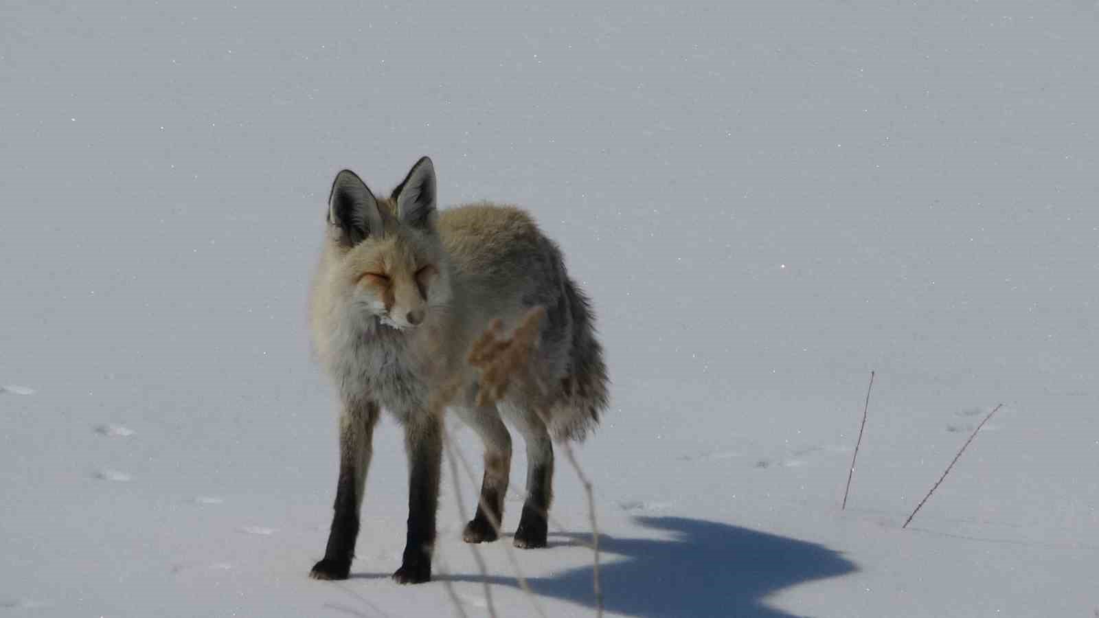 Tilki karla kaplı arazide dinlenirken g&ouml;r&uuml;nt&uuml;lendi
