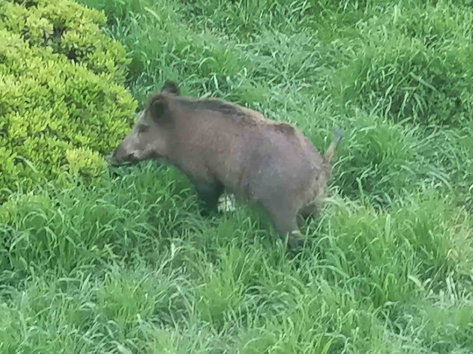 Ayvalık&rsquo;ta &Ccedil;amlık&rsquo;ı yaban domuzları bastı
