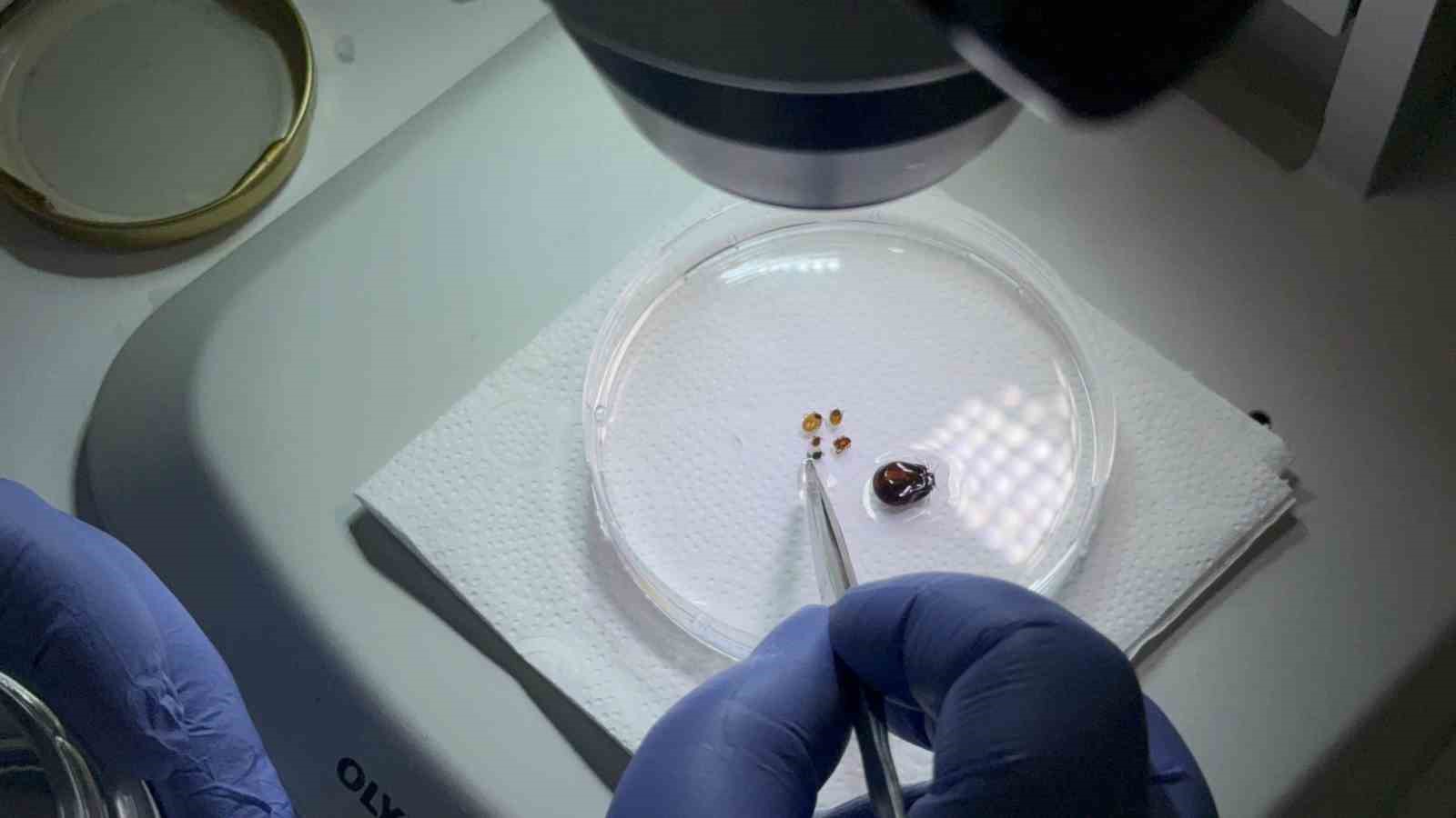 Tokat&rsquo;ta uzmanından kene uyarısı: İklim d&uuml;zensizliği ve k&uuml;resel ısınma kene sezonunu uzatıyor
