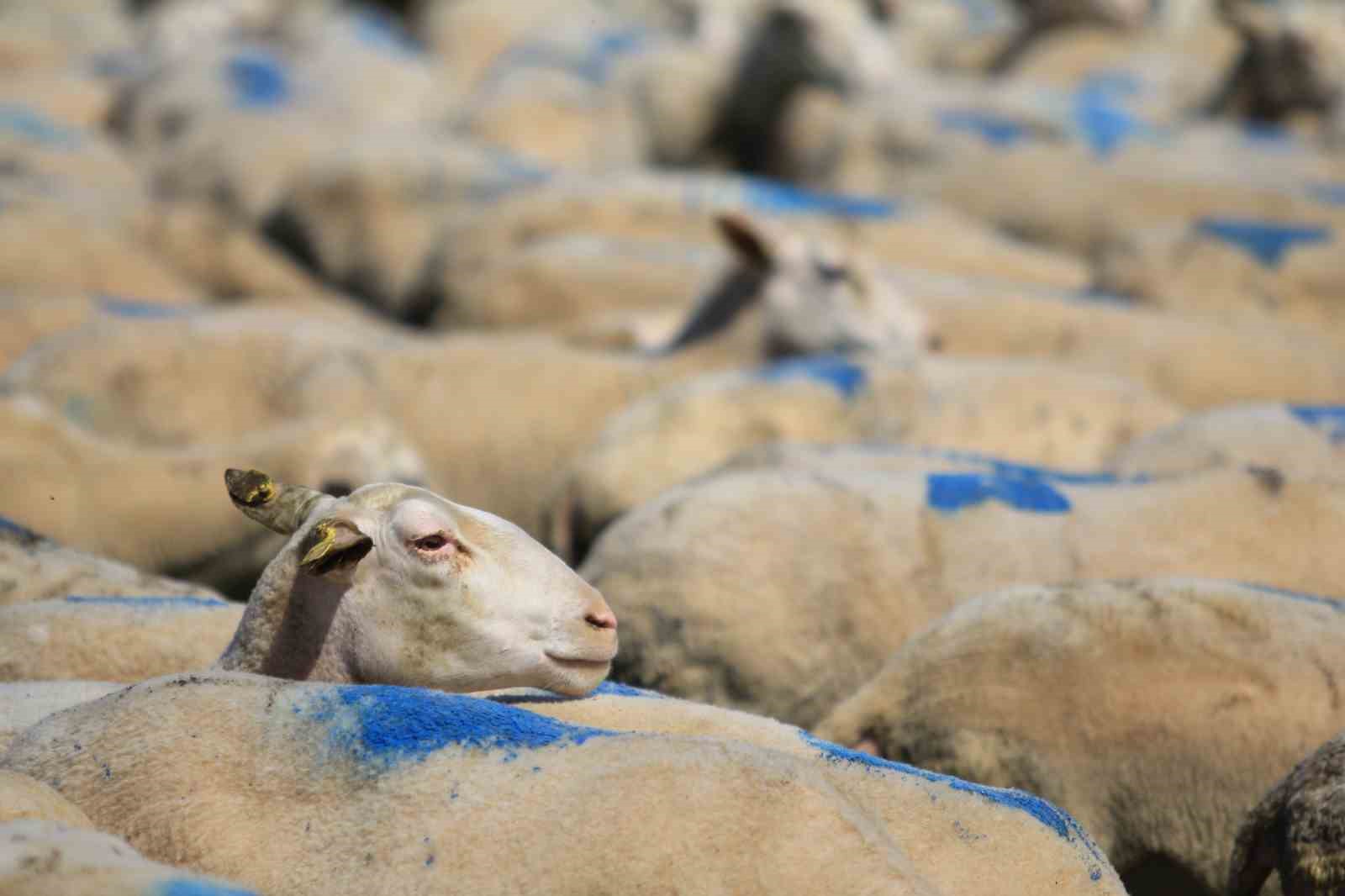 "Kırsalda Bereket K&uuml;&ccedil;&uuml;kbaşa Destek Projesi"nde son g&uuml;n uyarısı
