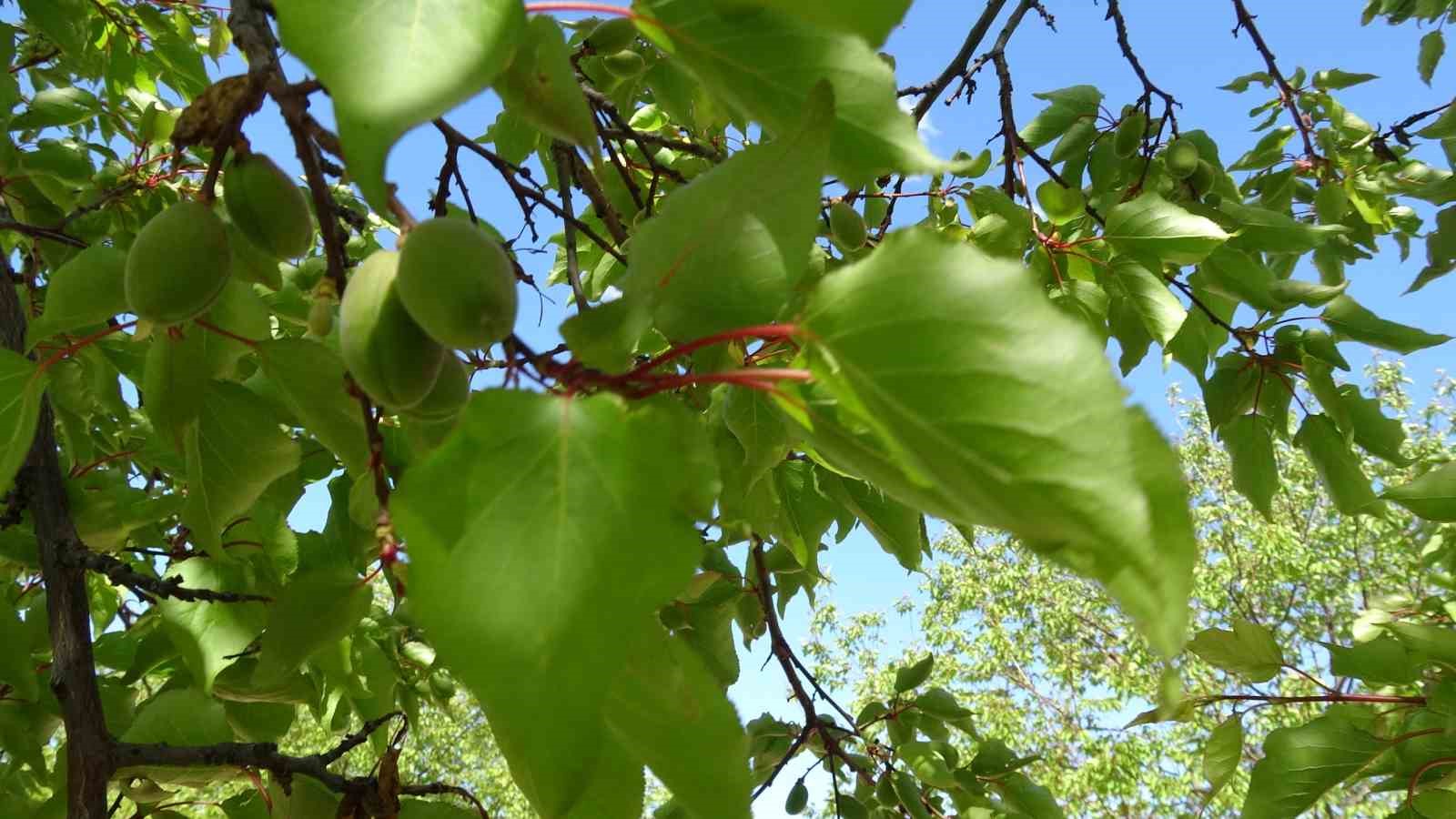 Kayısıda &ccedil;ağla d&ouml;nemi

