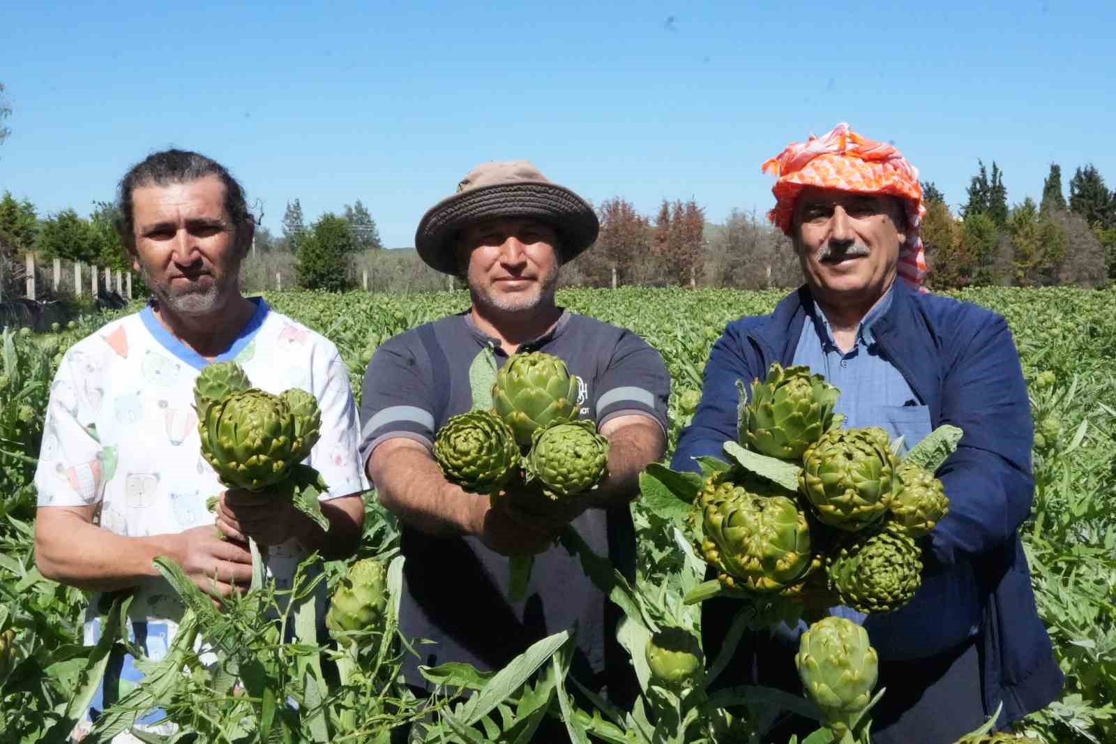 Urla&rsquo;da sakız enginarının hasat mesaisi s&uuml;r&uuml;yor
