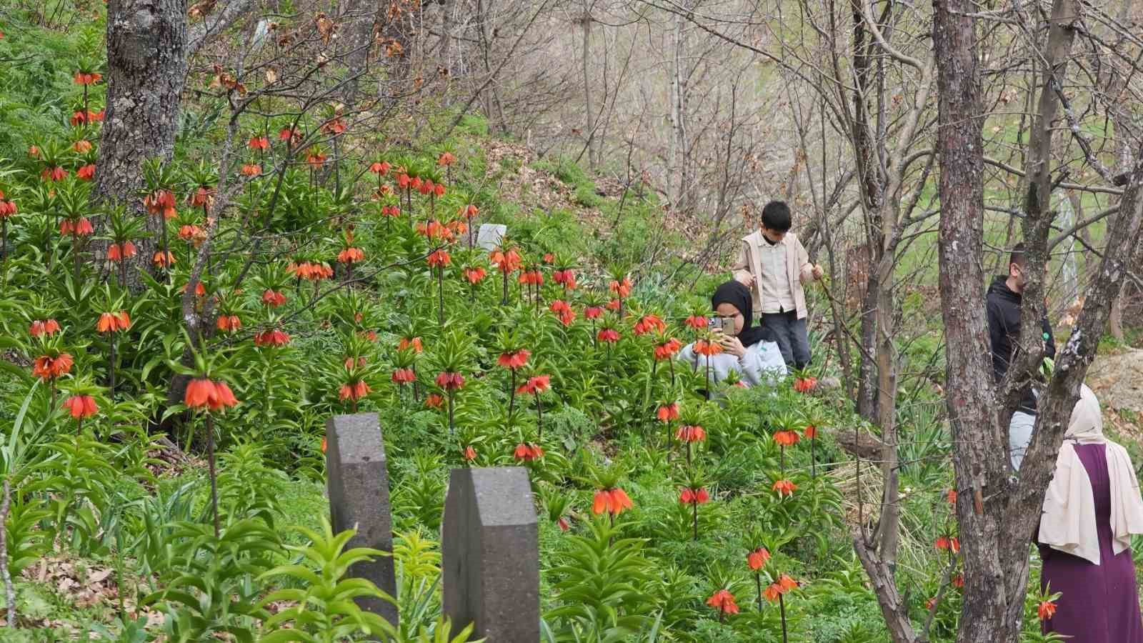 Bitlis&rsquo;te a&ccedil;an ters laleler ziyaret&ccedil;ilerin ilgi odağı oldu
