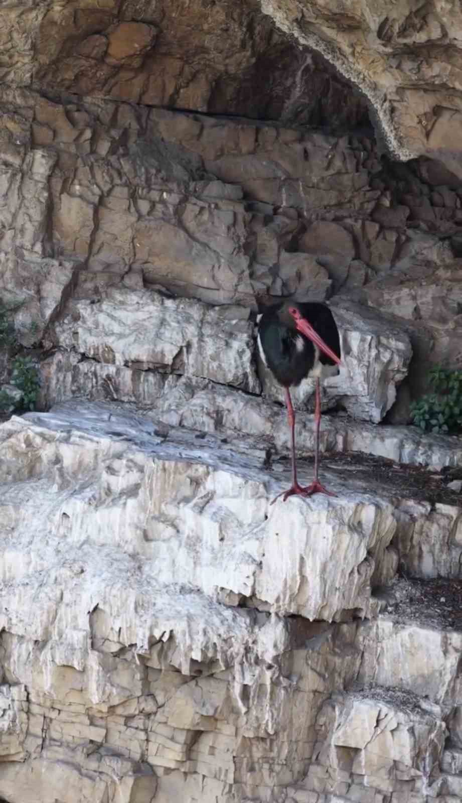 Artvin’de kara leylek görüntülendi