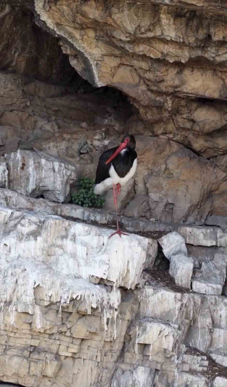 Artvin&rsquo;de kara leylek g&ouml;r&uuml;nt&uuml;lendi
