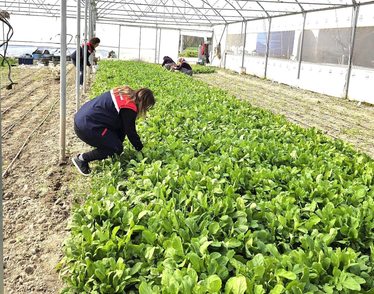 Tere ve roka &uuml;retilen seralardan denetim

