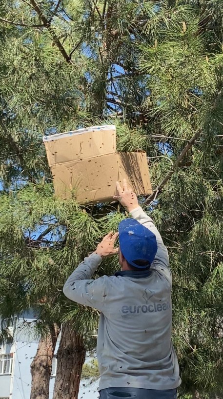 Tokat&rsquo;ta ağaca oğul veren arıları ekipmansız topladı
