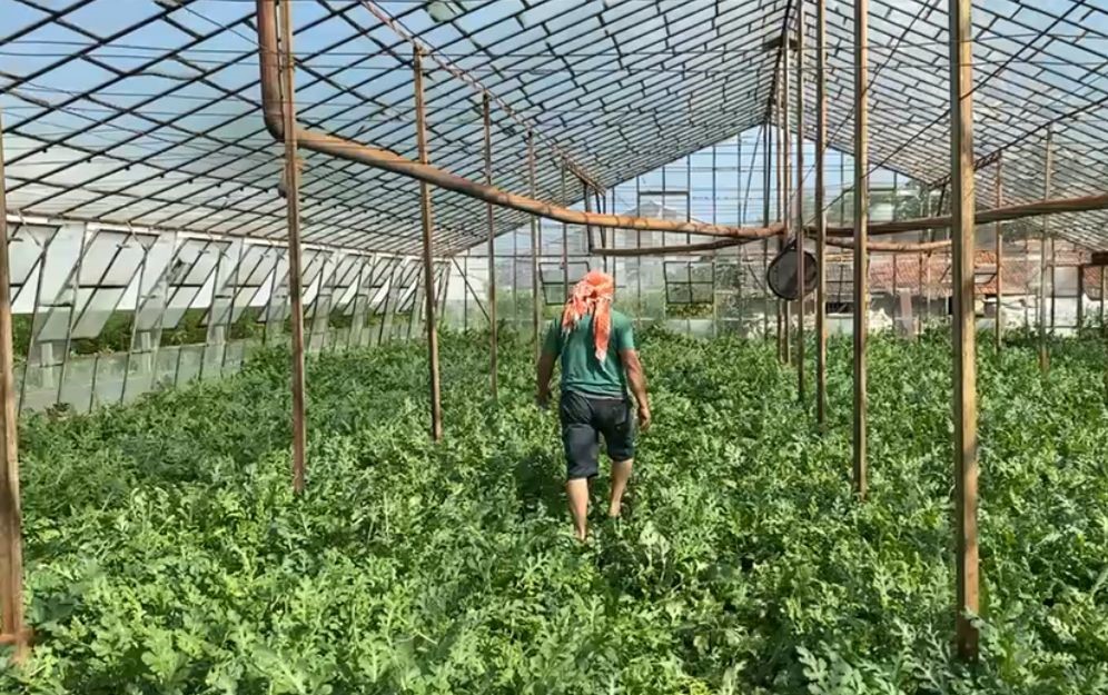 Serada karpuz toplarken yılanla burun buruna geldi
