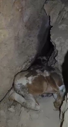 Dağlık alanda otlarken mağaraya d&uuml;şen inek mağaraya inebilecek kasap bulunamayınca telef oldu
