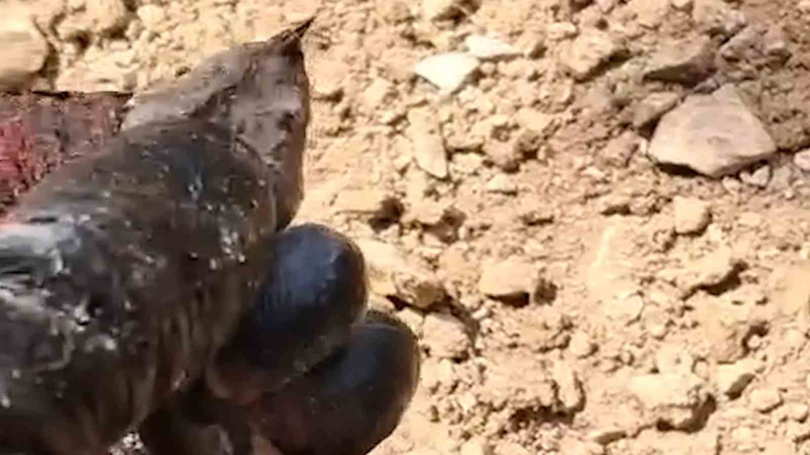 Bolu&rsquo;da odun yığınları arasında nesli tehlike altında olan zehirli yılan g&ouml;r&uuml;nt&uuml;lendi
