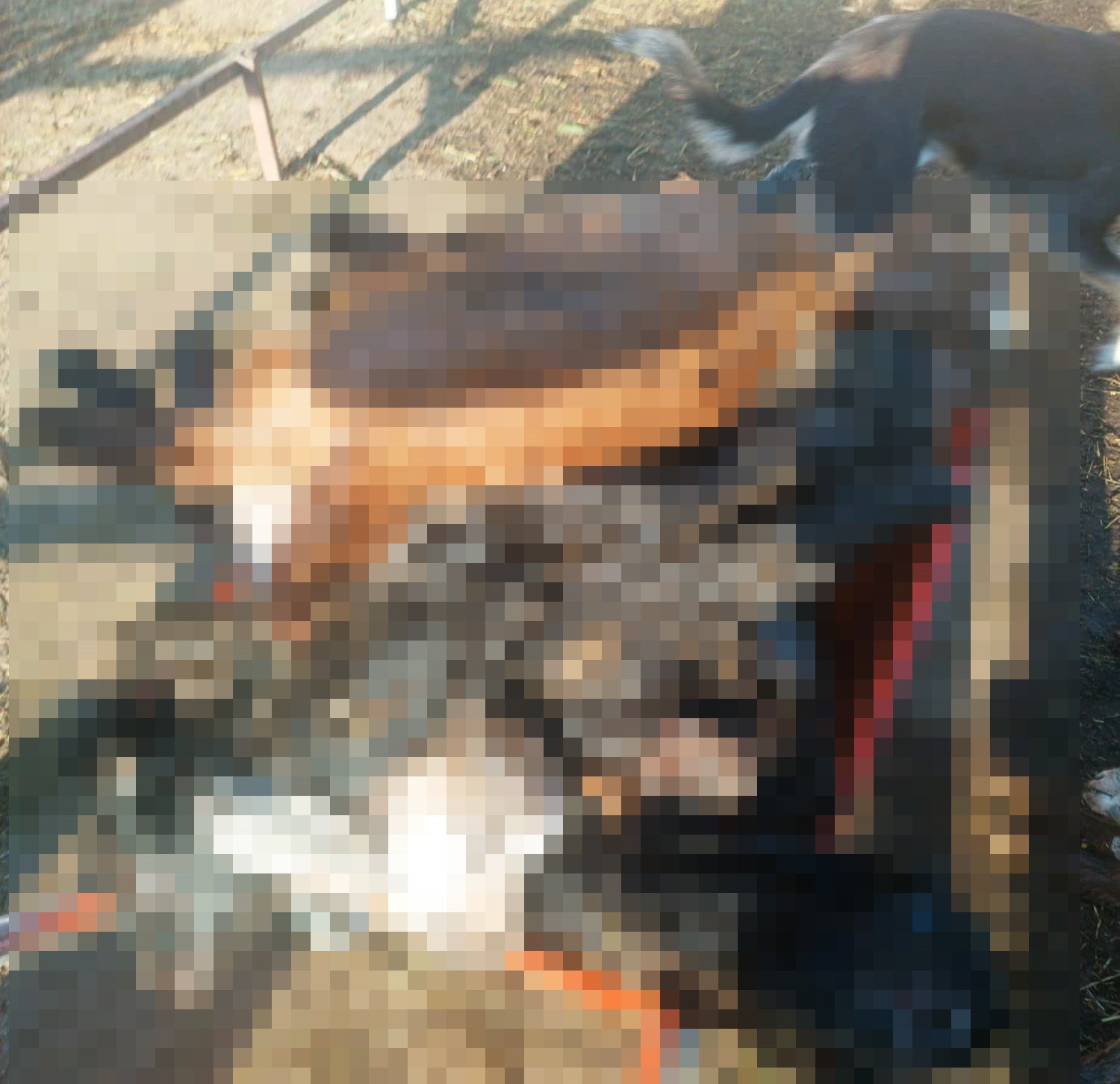 K&uuml;tahya&rsquo;da kurtlar girdikleri ağılda 25 k&uuml;&ccedil;&uuml;kbaş hayvanı telef etti
